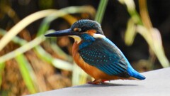 カワセミ⑧