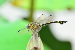 タイワンウチワヤンマ③