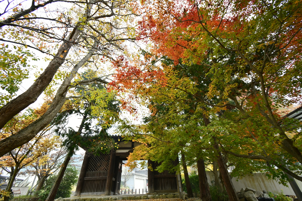 神戸・太山寺①