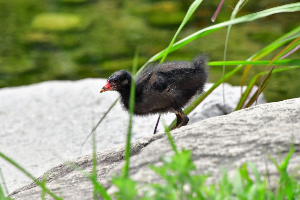 バン幼鳥⑦