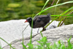 バン幼鳥⑦