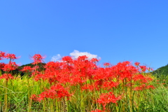 葛城古道の彼岸花④