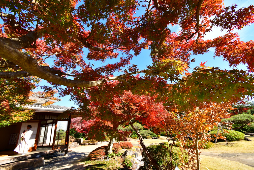 須磨離宮公園の紅葉⑨