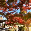 須磨離宮公園の紅葉⑨