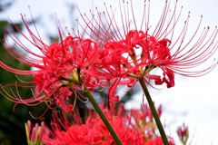 彼岸花③