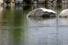 公園のコアジサシ④