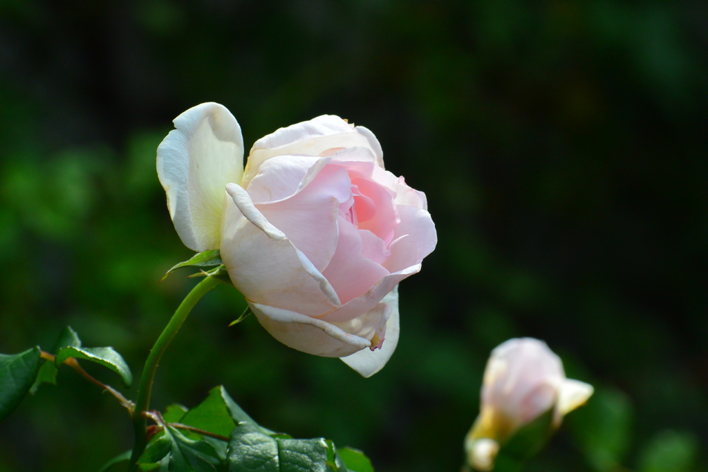 秋薔薇④