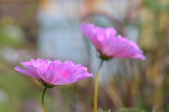 見頃のコスモス②