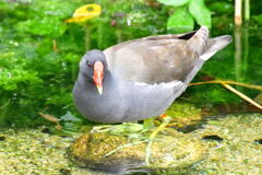 バン成鳥②