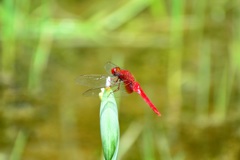 花菖蒲園の蜻蛉⑥