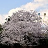 王子動物園⑥