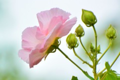 酔芙蓉