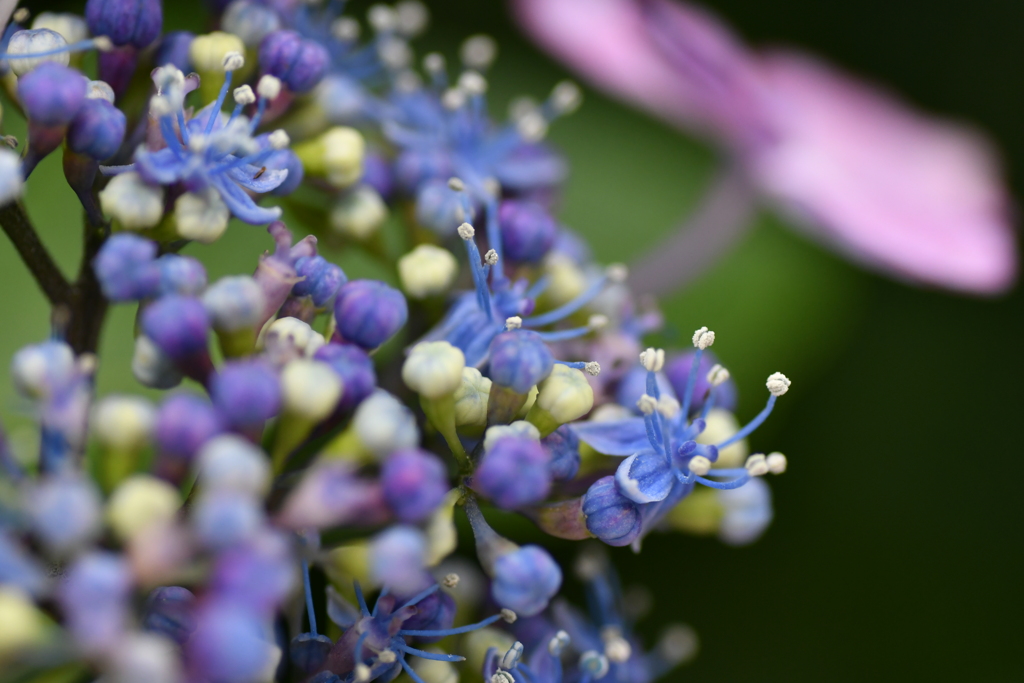 雨待ち紫陽花①
