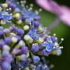 雨待ち紫陽花①