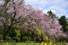 京都・半木の道⑦