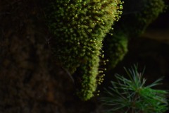玉苔