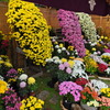 菊花展③