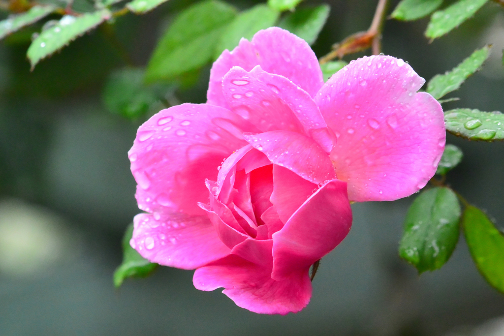 雨の日の秋薔薇⑩