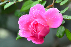 雨の日の秋薔薇⑩