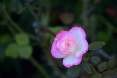秋薔薇⑦