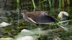 バン幼鳥⑤