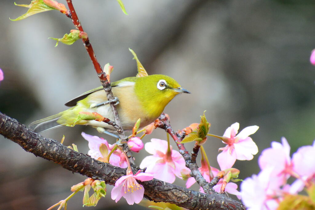 河津桜とメジロ①