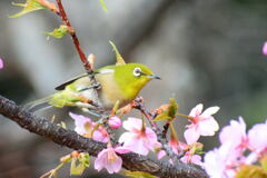 河津桜とメジロ①