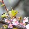 河津桜とメジロ①