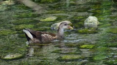 バン幼鳥⑦
