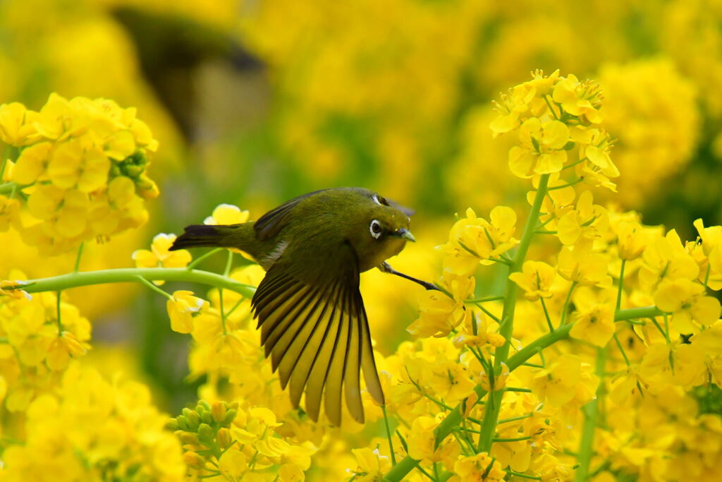 菜の花とメジロ②
