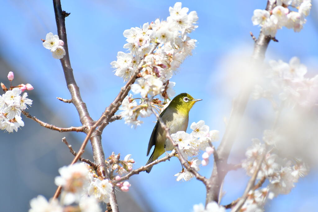 サクランボの木にメジロ④