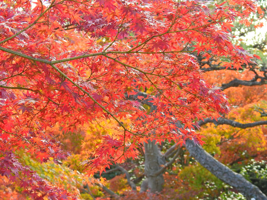神戸市立須磨離宮公園⑩