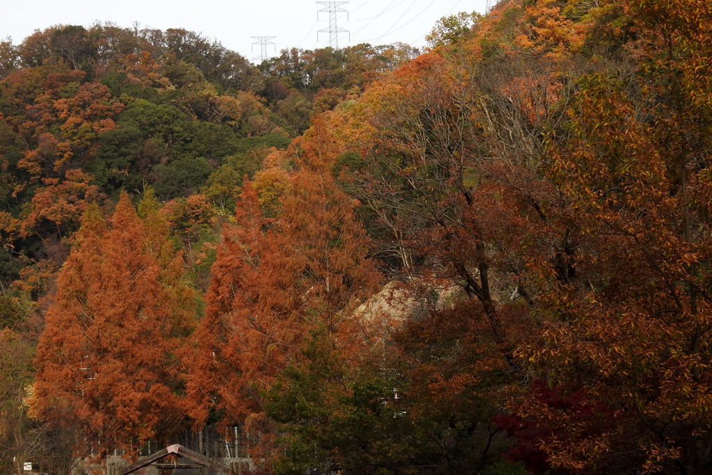 ほしだ園地の紅葉⑦