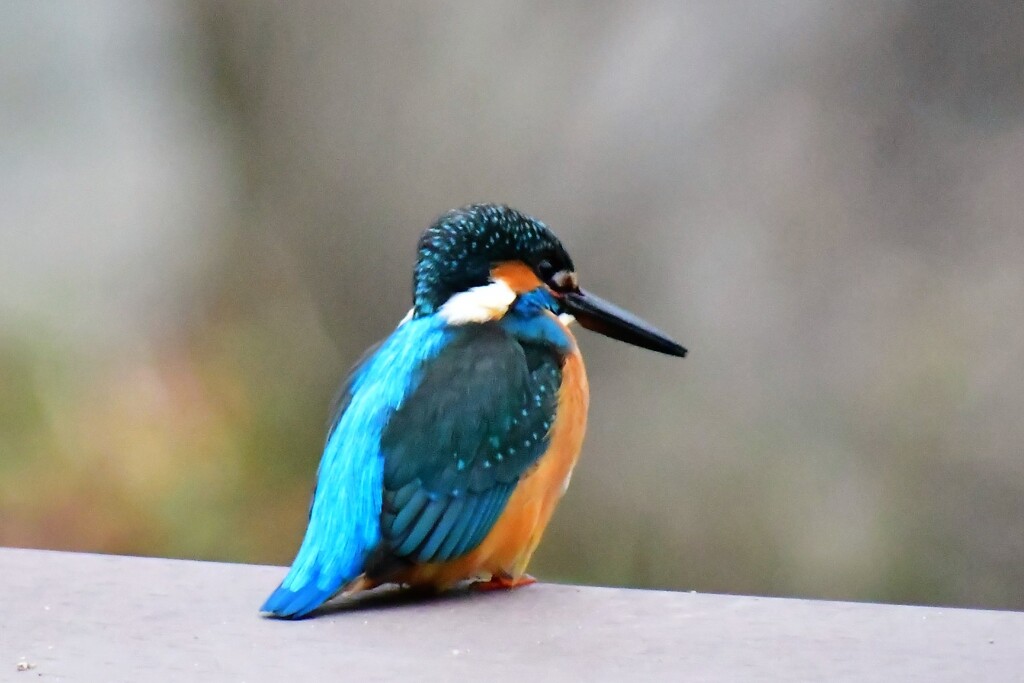 カワセミ・47