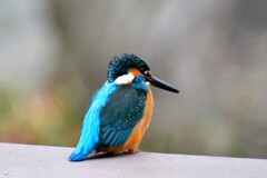 カワセミ・47
