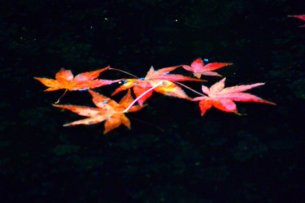紅葉④