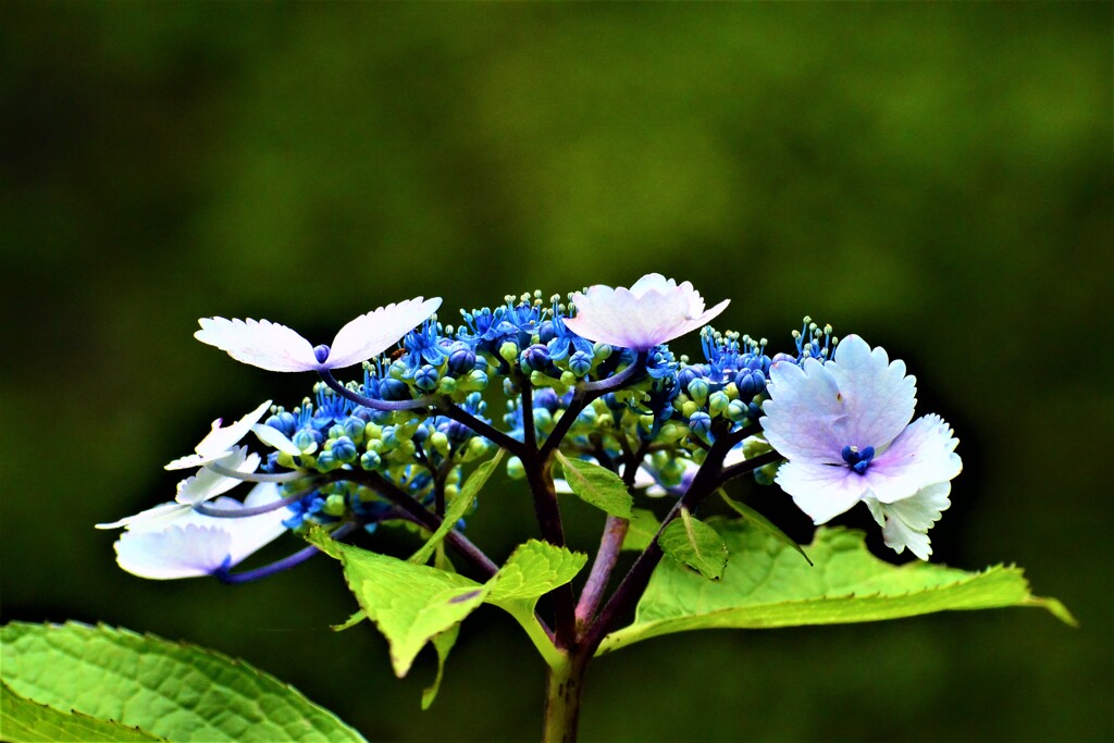 紫陽花・森林植物園⑧