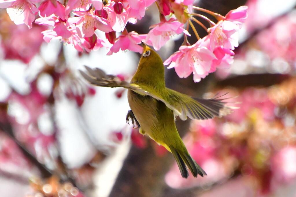 河津桜とメジロ④