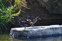 バン若鳥⑩