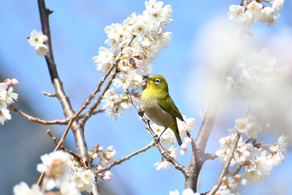 サクランボの木にメジロ⑤