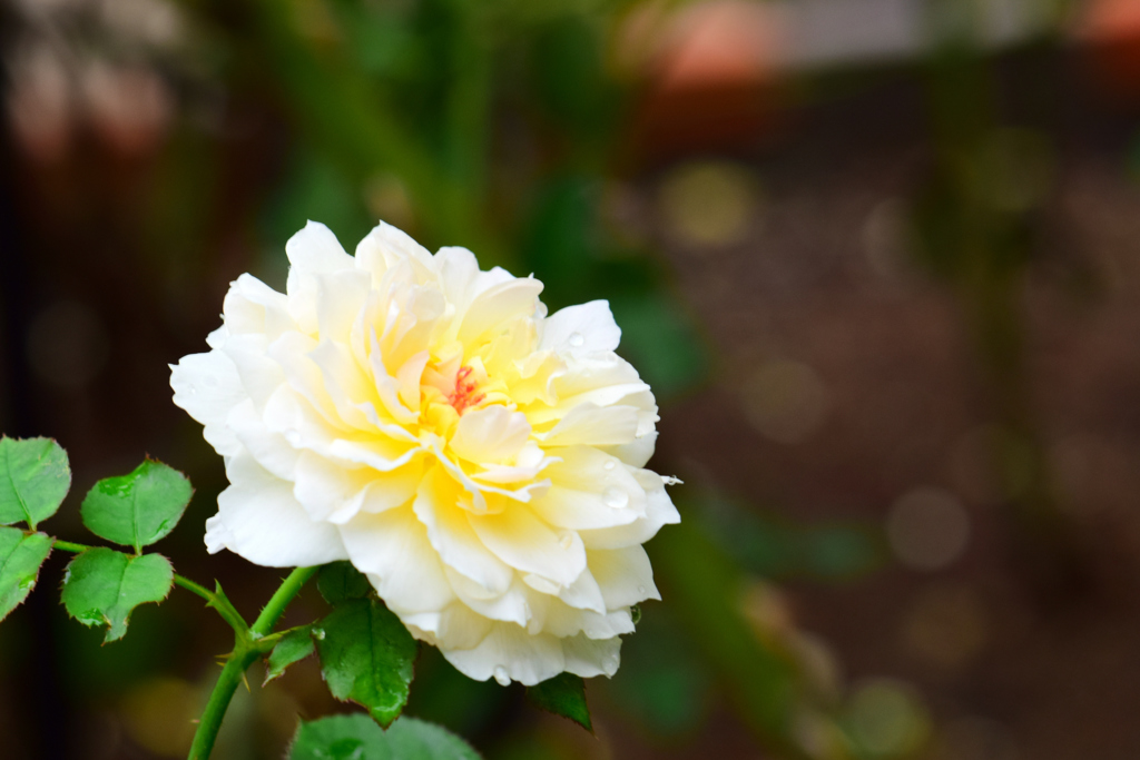 雨の日の秋薔薇①