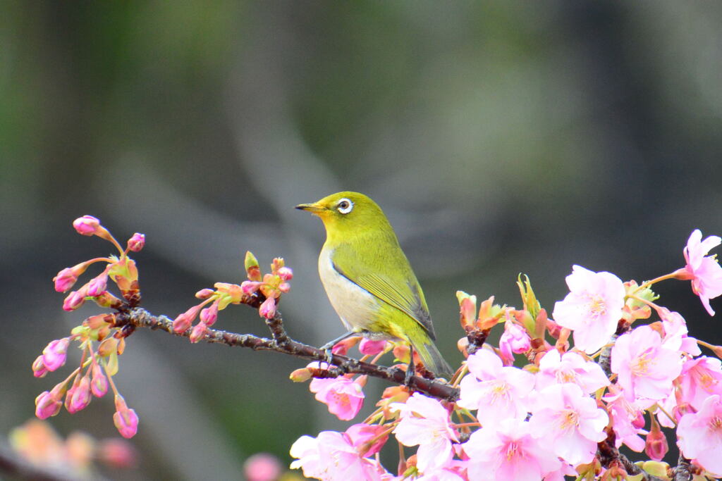 河津桜とメジロ⑧