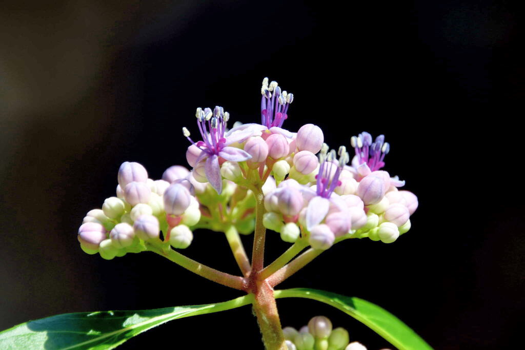 紫陽花