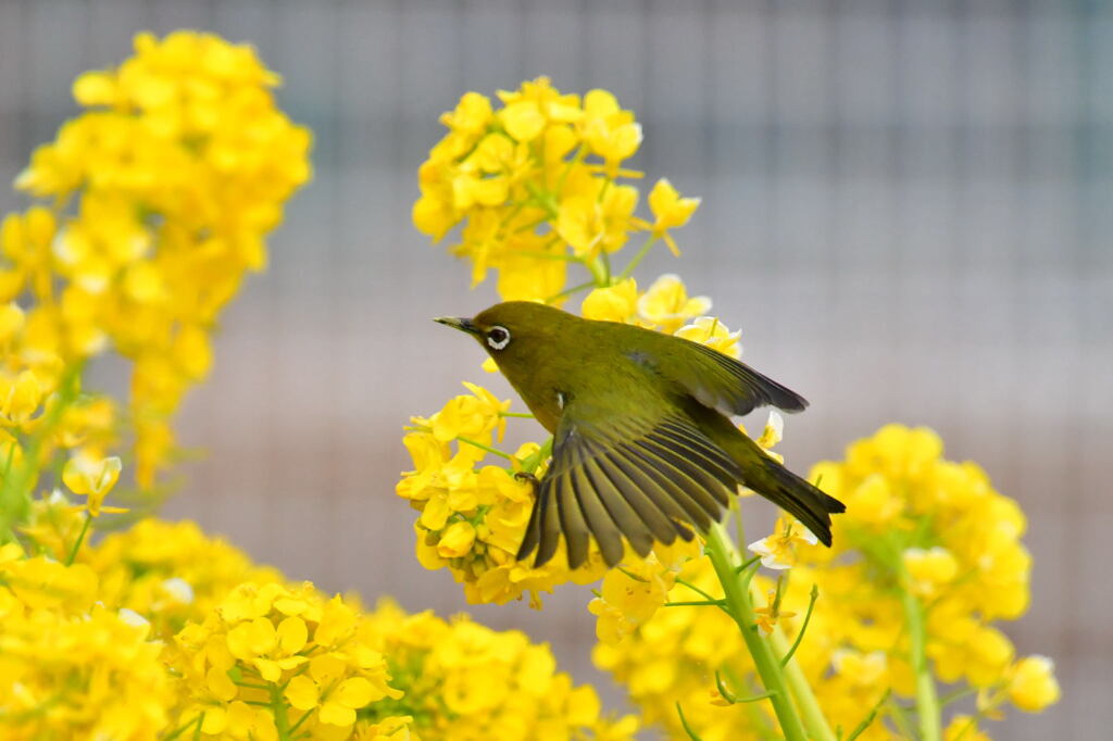 菜の花とメジロ⑨