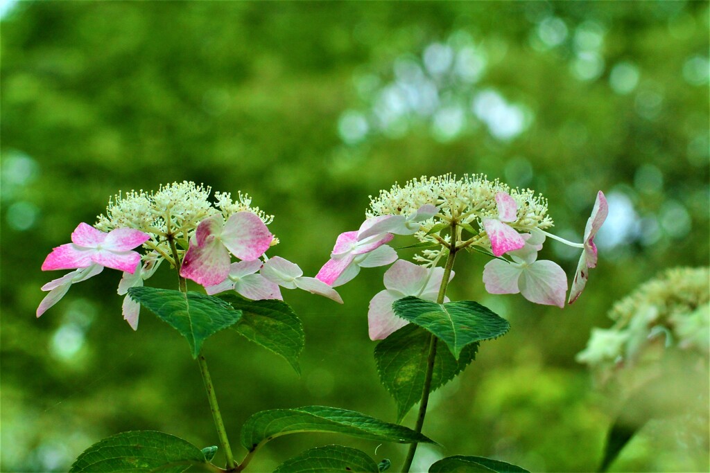紫陽花・森林植物園④