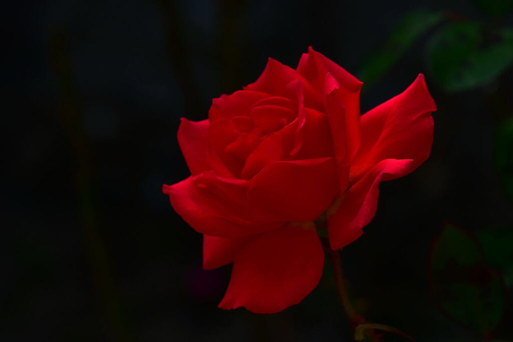 須磨離宮公園・秋薔薇    茜離宮