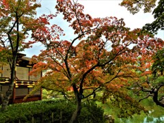 神戸市立相楽園の紅葉⑥