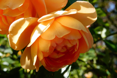 ハーブ園・秋薔薇②
