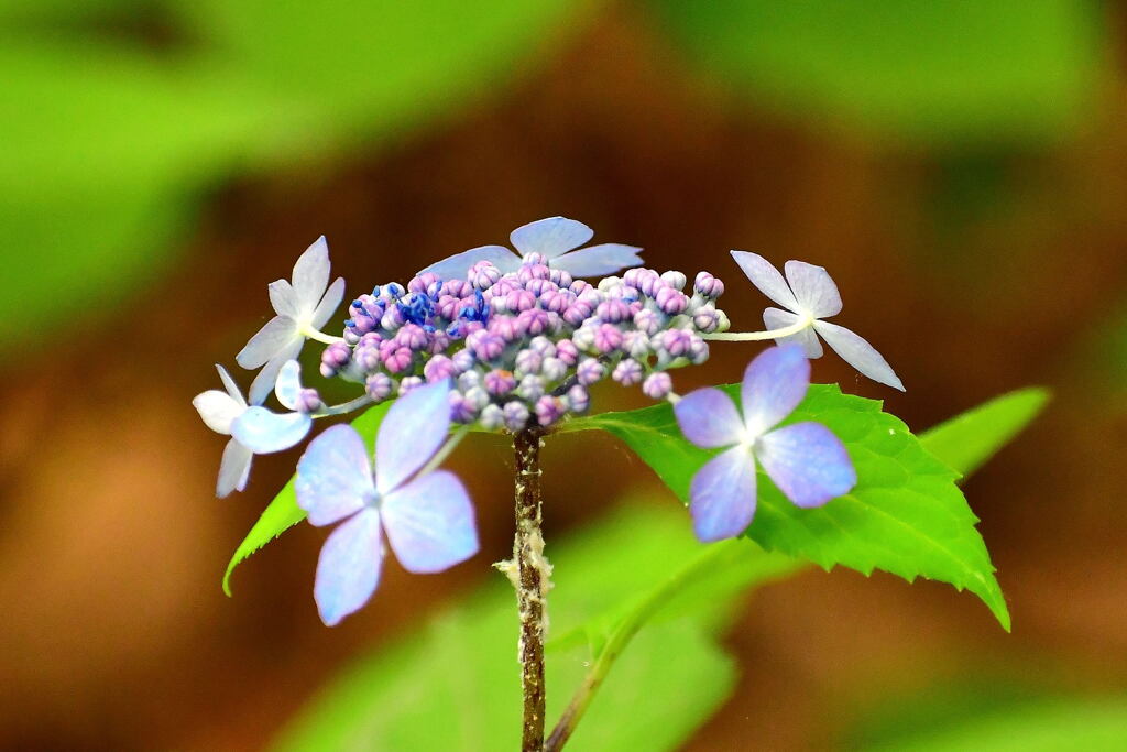 須磨離宮・紫陽花⑥