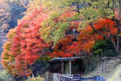 ほしだ園地の紅葉⑧